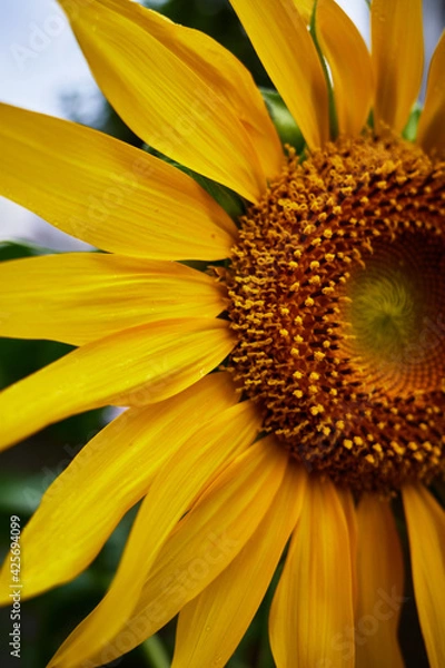 Fototapeta ヒマワリ