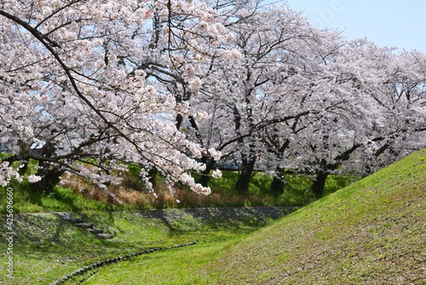 Fototapeta 三重県伊勢市　宮川堤の桜