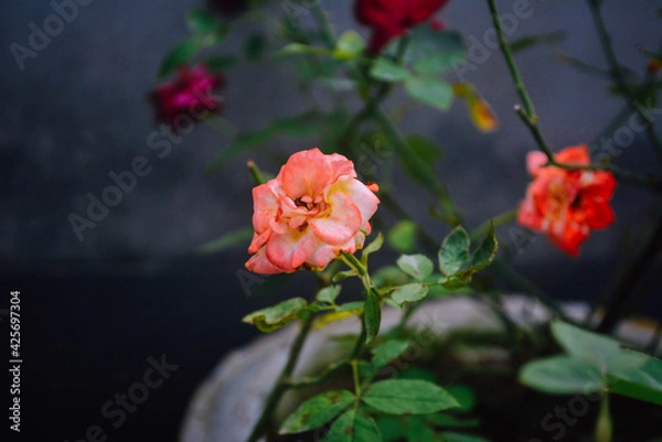 Fototapeta red roses in the garden
