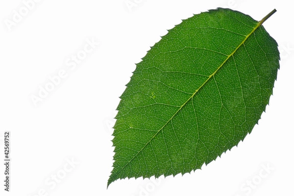 Fototapeta Rosenblatt