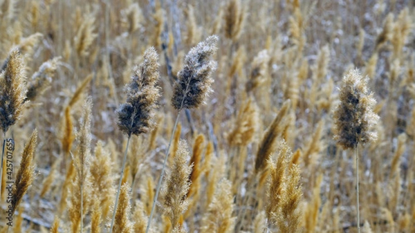Obraz Thickets of dry reeds. Blurred background