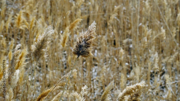 Obraz Thickets of dry reeds. Blurred background