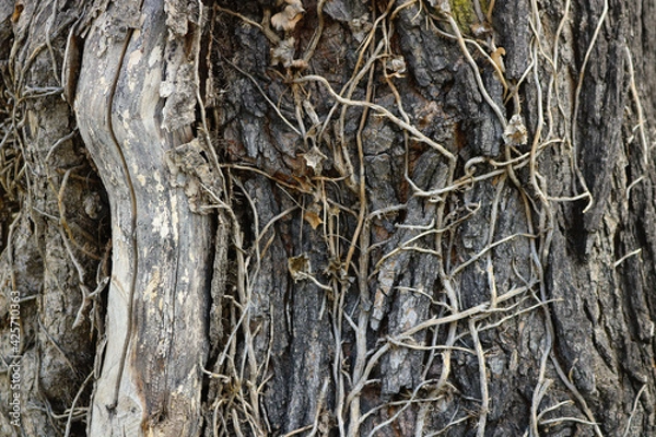 Fototapeta bark of a tree trunk covered by dry ivy and other climbing plants with thorns -  background texture for a wallpaper