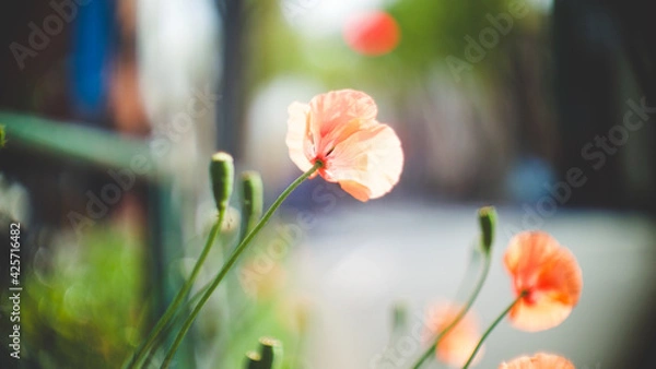 Fototapeta orange flower