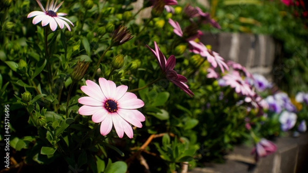 Fototapeta pink flower