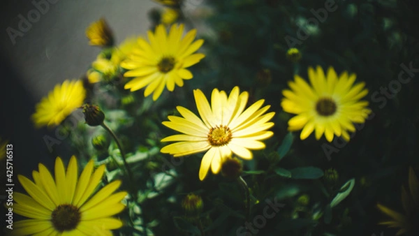 Fototapeta yellow flower