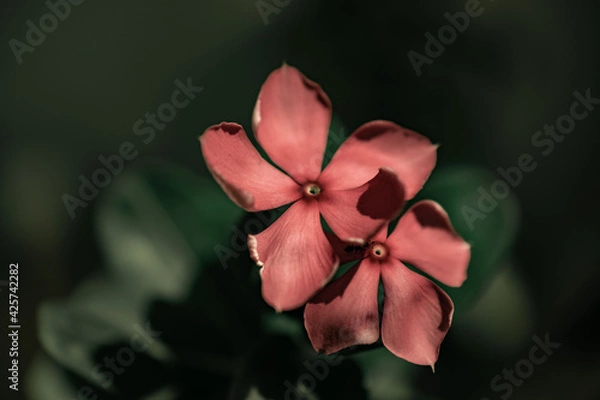 Obraz red flower