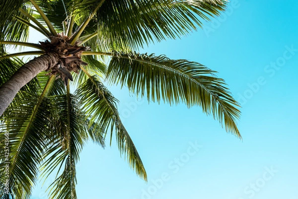 Fototapeta Blue sky with clouds, palm leaves frame. Place for text. Coconut palms, green palm branches against the blue sky