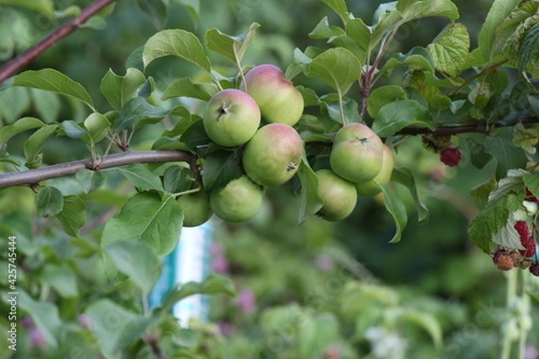 Fototapeta green apples on a tree