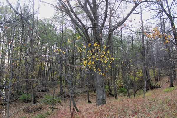 Fototapeta Nizhny Novgorod region, Russia, Krasnaya Glinka.