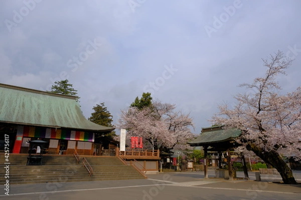 Fototapeta 小江戸川越の春　桜が満開の風景　喜多院の境内にて