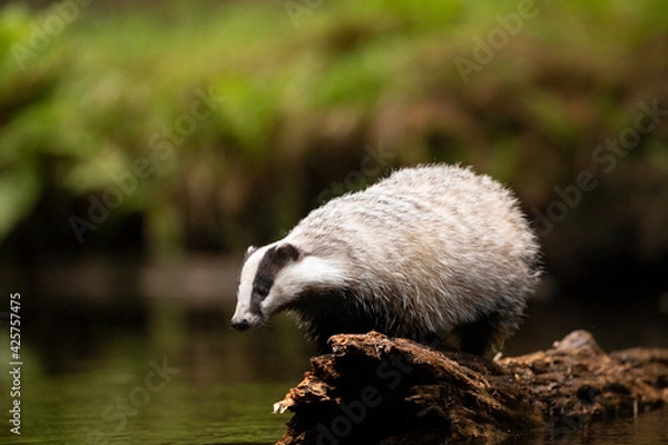 Obraz Badger in forest. Wild animal. Hunter.
