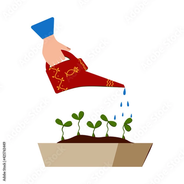 Obraz Watering seedlings with a garden watering can. Young garden shoots. Drops of water falling. Water is pouring out of the watering can. Watering can holding in hand.