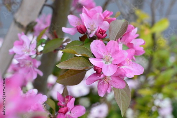 Fototapeta 木に咲くピンクの花