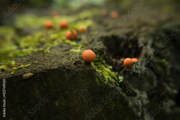 Fototapeta Plasmodial slime mould Lycogala epidendrum (also known as wolf's milk, groening's slime) on the tree stump. Macro foto, selective focus