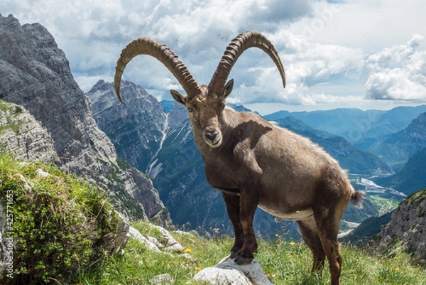 Obraz stambecco di Claut 4