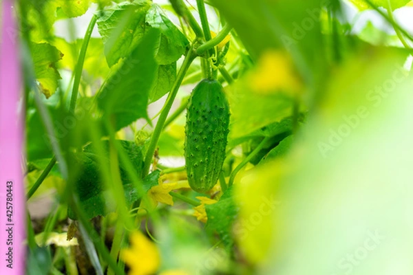 Fototapeta green eco cucumbers grow in the summer garden