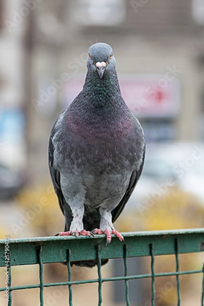 Fototapeta Pigeon Sleeping on a Metal Fence in the Public Park. Focus of Pigeon cling on Iron rail in park with city Background