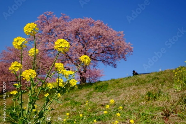 Obraz 菜の花と桜
