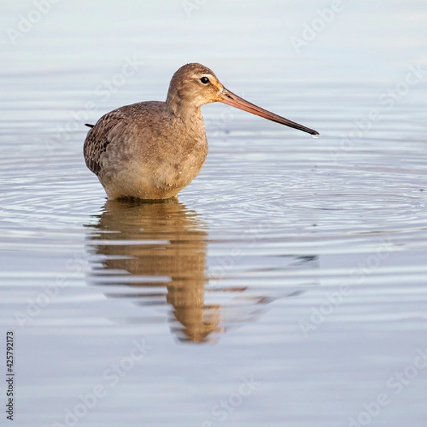 Fototapeta Hudsonian Godwit