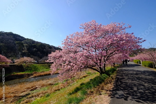 Obraz 南伊豆の河津桜