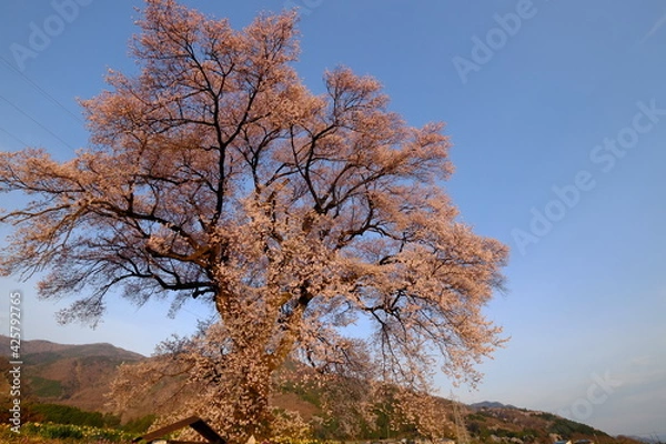 Obraz わに塚一本桜