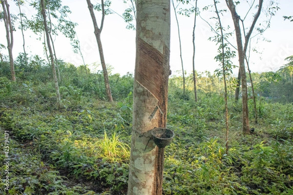 Obraz Beautiful rubber tree green garden