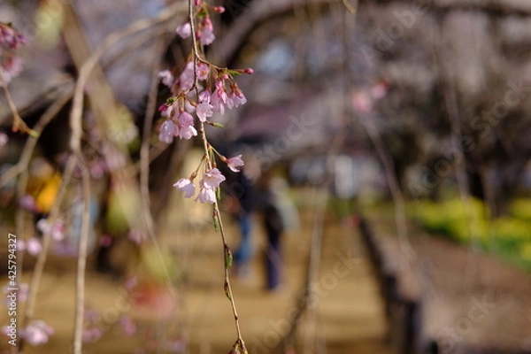 Obraz 枝垂れ桜のアップ