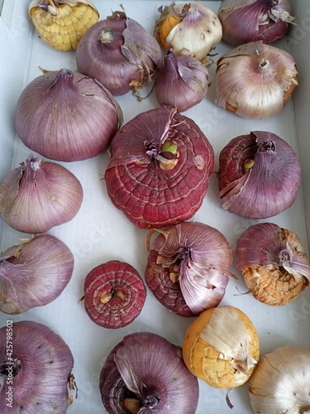 Obraz gladioli bulbs