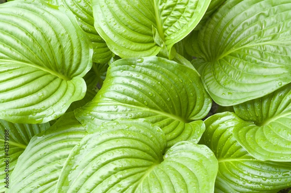 Obraz Green hosta leaves