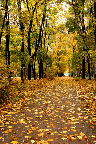 Obraz Autumn in our park. 