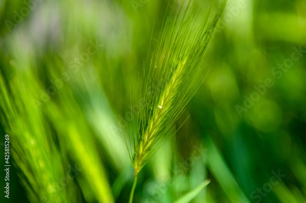Fototapeta Ears in a wheat field