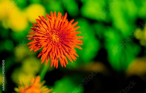 Obraz Flower colorful for background