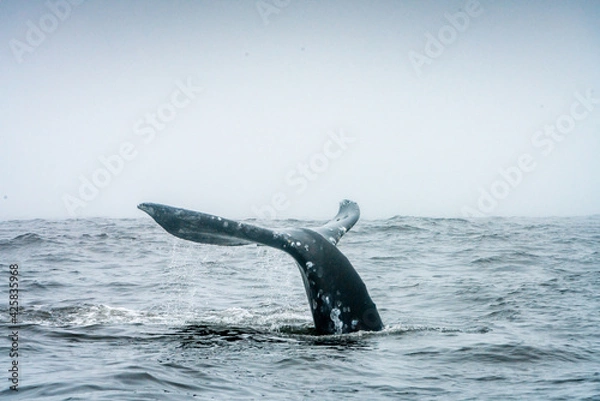 Obraz whale watching