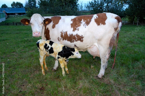 Fototapeta Velage d'une vache montbéliarde d'un veau croisé prim'holtsein. Première tétée, prise de colostrum