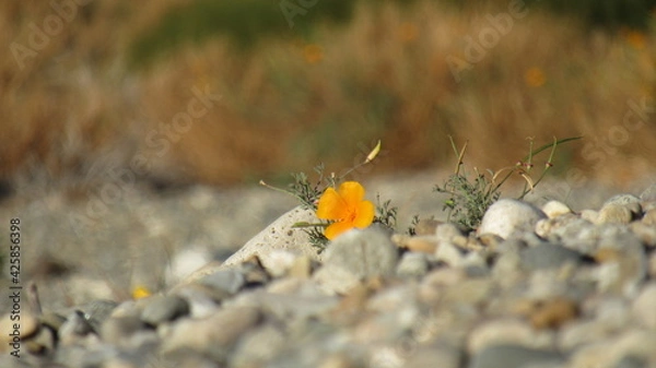 Obraz flower in the grass