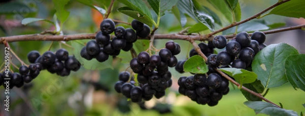 Fototapeta Banner. A group of chokeberry berries on a branch. Along the branch of ripe black chokeberry berries. Aronia.