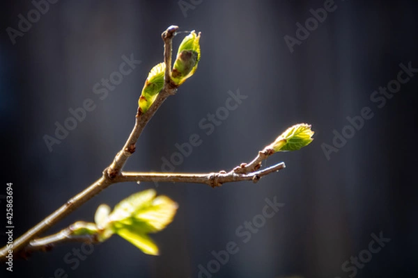 Fototapeta Early spring tree buds