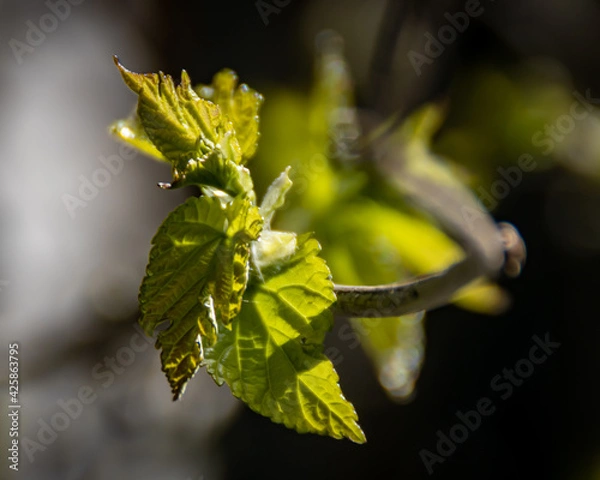 Fototapeta Early spring tree buds