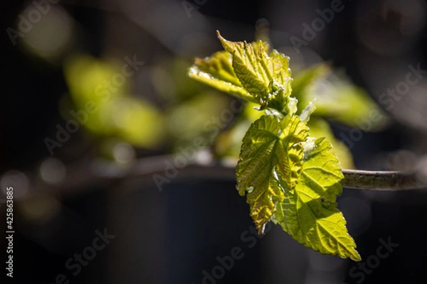 Fototapeta Early spring tree buds