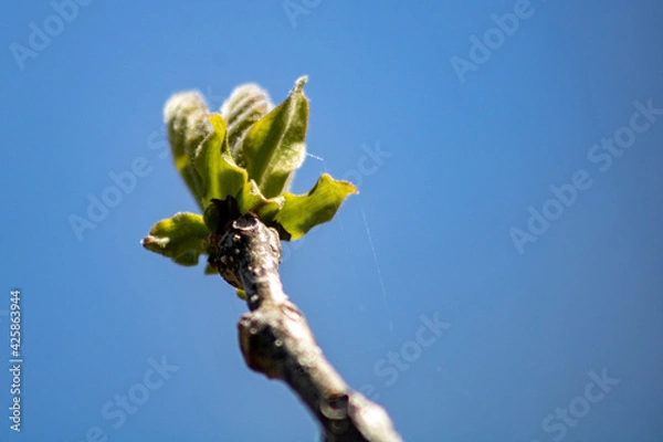 Fototapeta Early spring tree buds