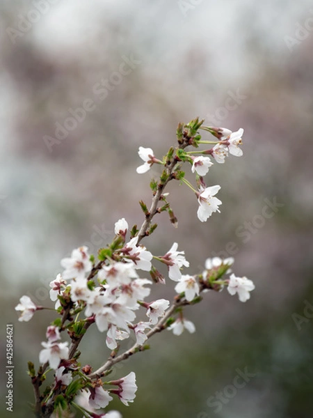 Fototapeta The flowers of cherry  Prunus incisa 'Kojo No Mai' in spring in the UK