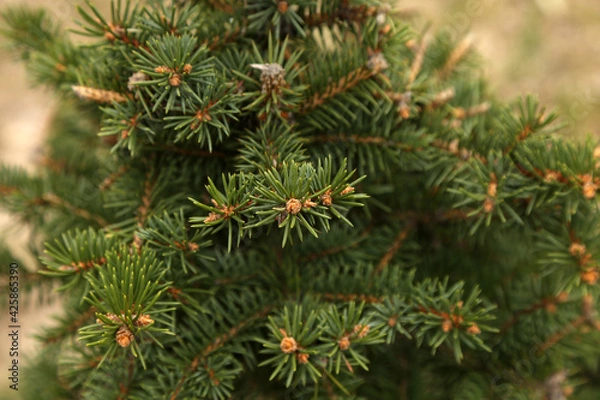 Fototapeta young spruce needles background texture