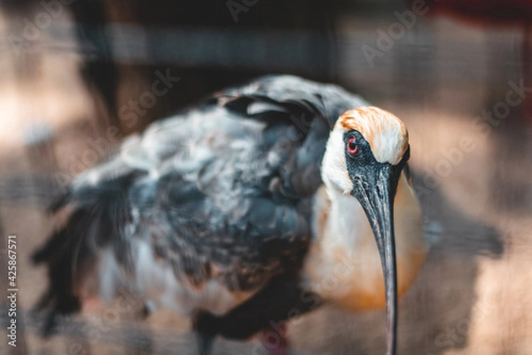 Obraz bird in the zoo