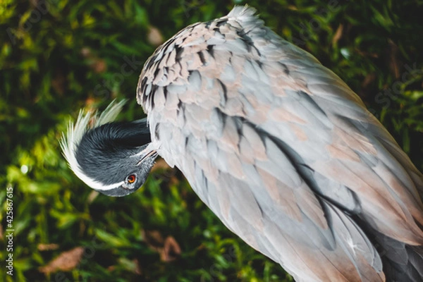 Obraz gray bird peek blurred background