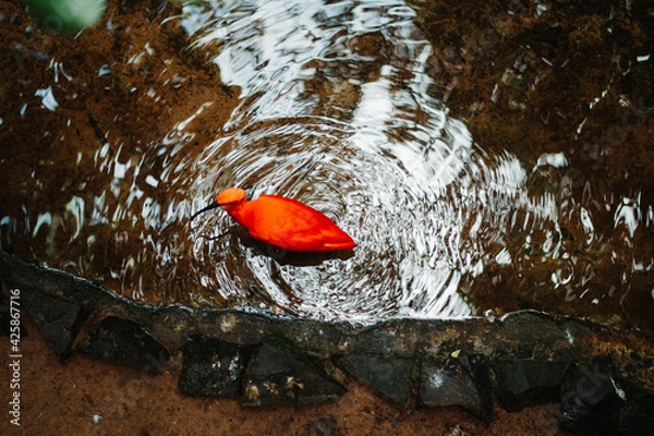 Obraz red flamingo top view on water 