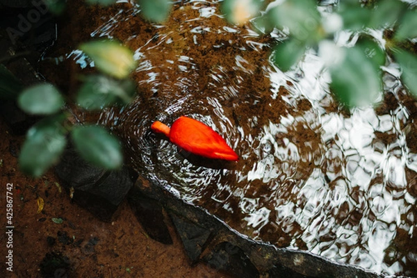 Obraz red flamingo top view on water 