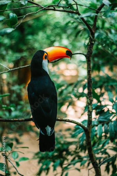 Obraz toucan on a branch forest tree