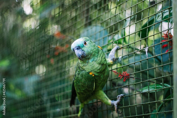 Obraz green parrot on a fence