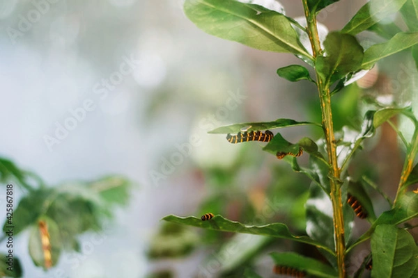 Obraz caterpillar hanging upside down on a leaf